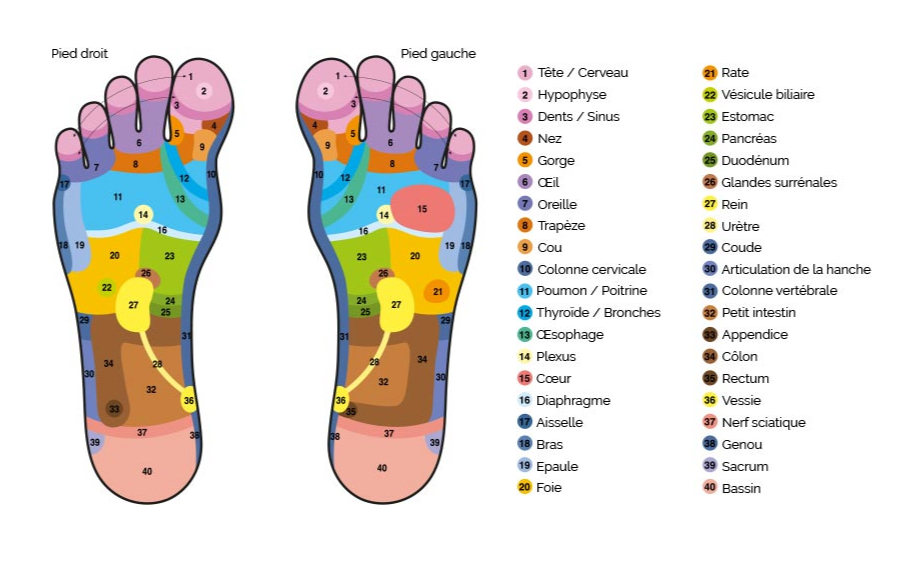 Réflexologie plantaire